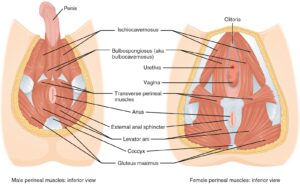 Pelvic floor, Pelvic PT, Physical Therapy, pelvic floor physical therapy, pain with sex, pcos, Diastasis, baby, c section, leaking,leak, incontinence, pelvic floor dysfunction, tight vagina, vagina burning, constipation,tailbone pain,tailbone hurts